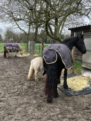 Hooivoerautomaat Haybutler (vrijstaand model) - Afbeelding 4