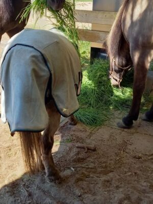 Hooivoerautomaat Haybutler (vrijstaand model) - Afbeelding 6