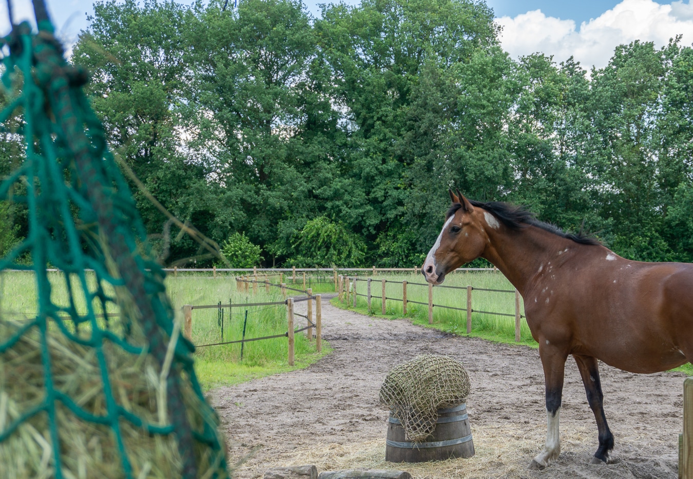 Onbeperkt hooi voeren aan je paard.