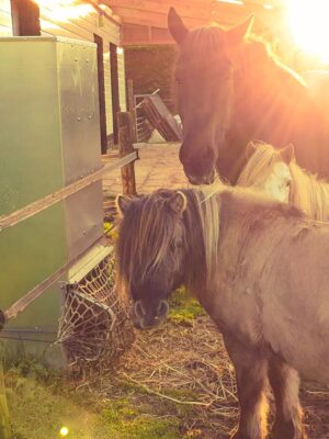 Hooivoerautomaat Haybutler (vrijstaand model) - Afbeelding 3