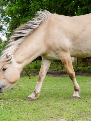 Hooivoerautomaat Haybutler (vrijstaand model) - Afbeelding 7