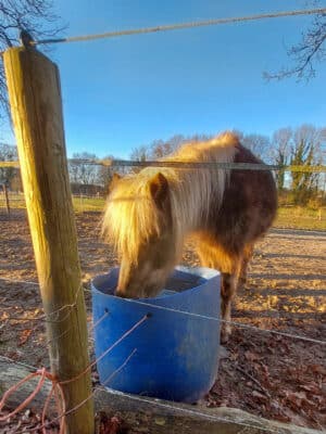 Shetlander drinkt uit waterbak