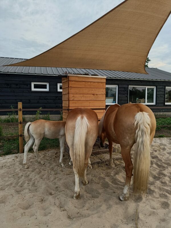 Haybutler DIY (zelfbouw hooivoerautomaat) naast rijbak met ponies