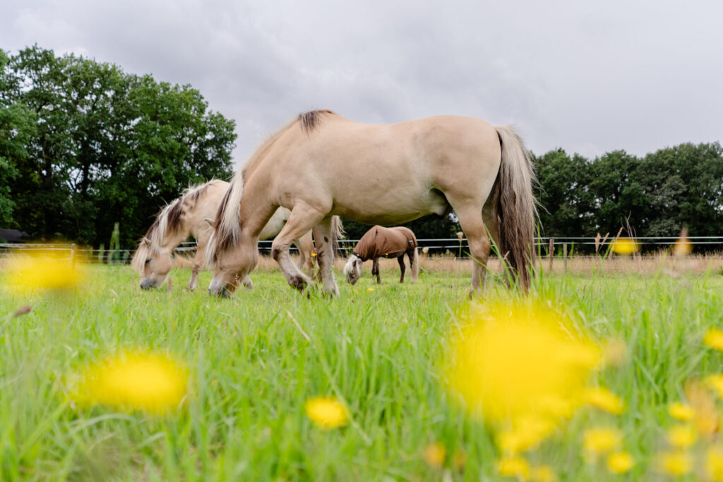 Veilig weidegang voor je paard.