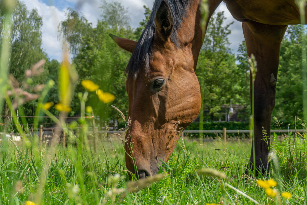 Veilige weidegang voor je paard