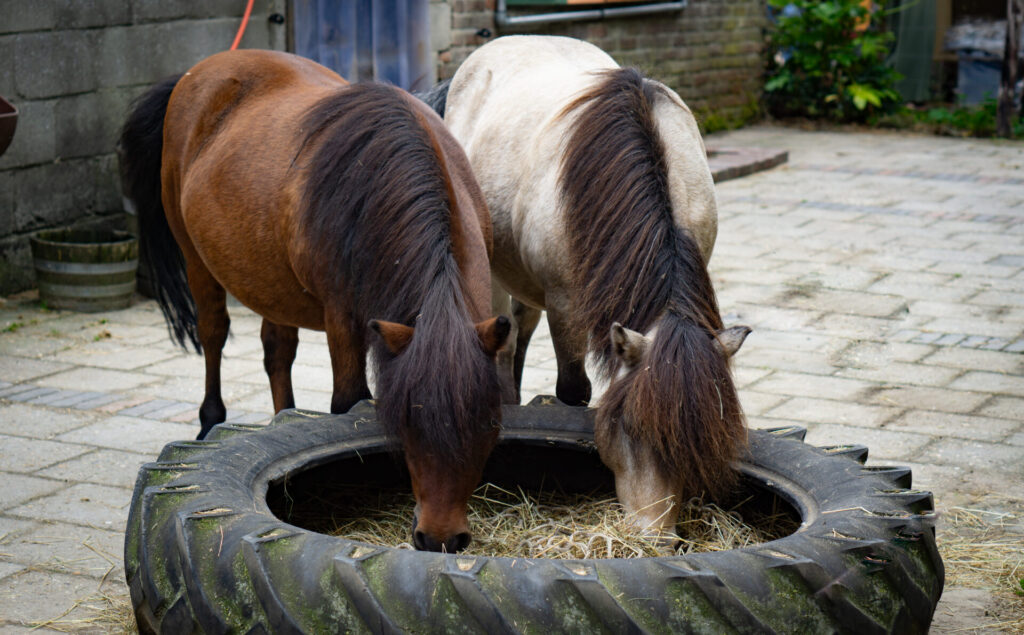 Kunnen shetlanders onbeperkt hooi eten?